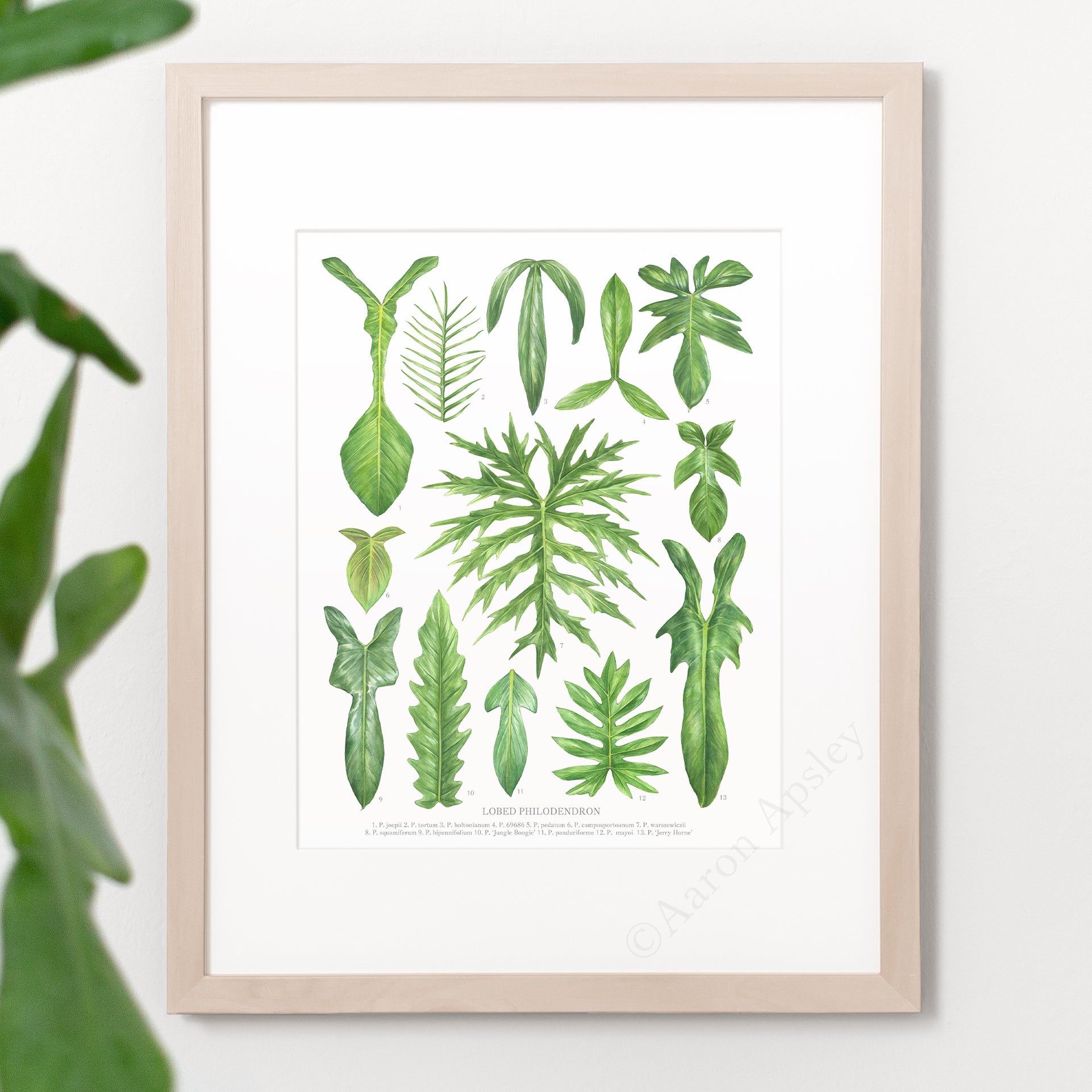 black and white vintage philodendron prints Lobed Philodendron Species Print – Aaron Apsley Artwork