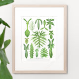 Lobed Philodendron Species Print