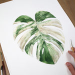 Monstera deliciosa 'albo borsigiana' Print