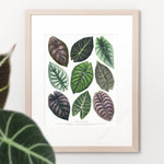Jewel Alocasia Varieties Print