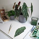 Begonia maculata Print