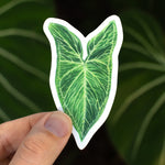 Syngonium 'Batik' Sticker