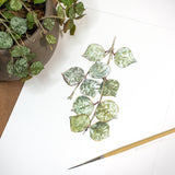 Hoya Species Print