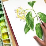 Hoya Species Print