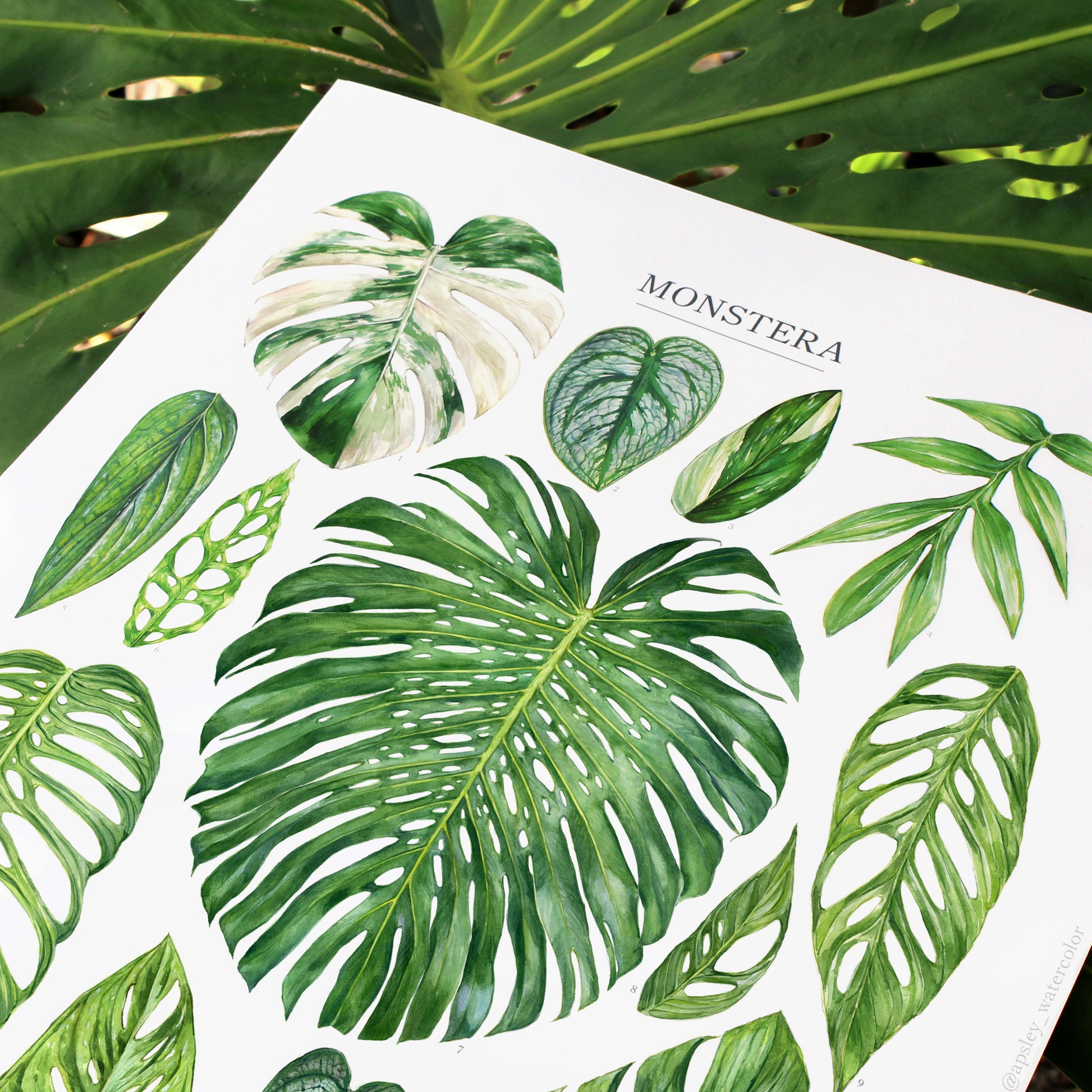 types of monstera plant Monstera Species Print – Aaron Apsley Artwork