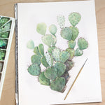 Opuntia spinosibacca