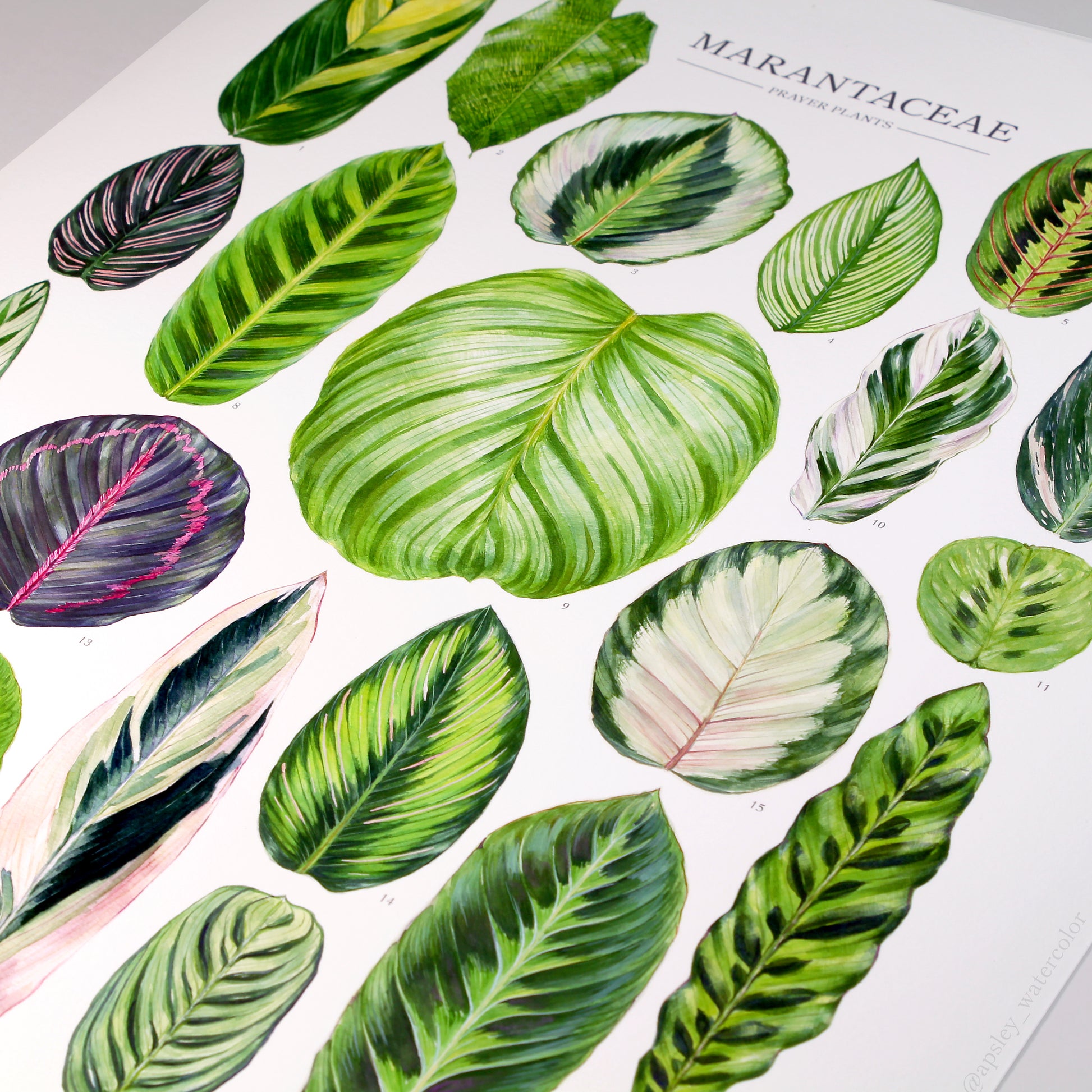 prayer plant types with pictures Marantaceae Species Print – Aaron Apsley Artwork
