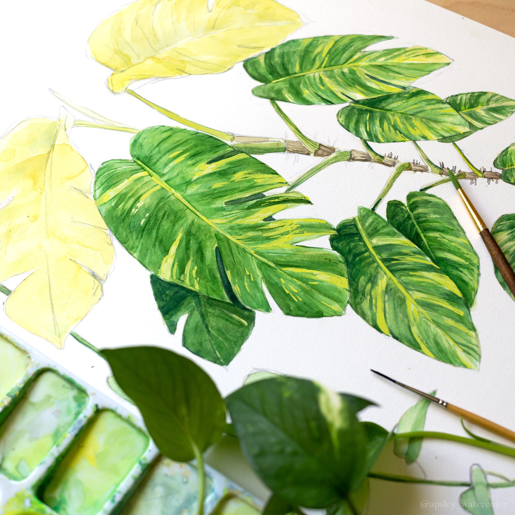 pothos plant watercolor Epipremnum aureum 'Golden Pothos' Print – Aaron Apsley Artwork
