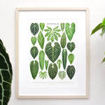 A collection of watercolor illustrations of popular anthurium houseplant leaves