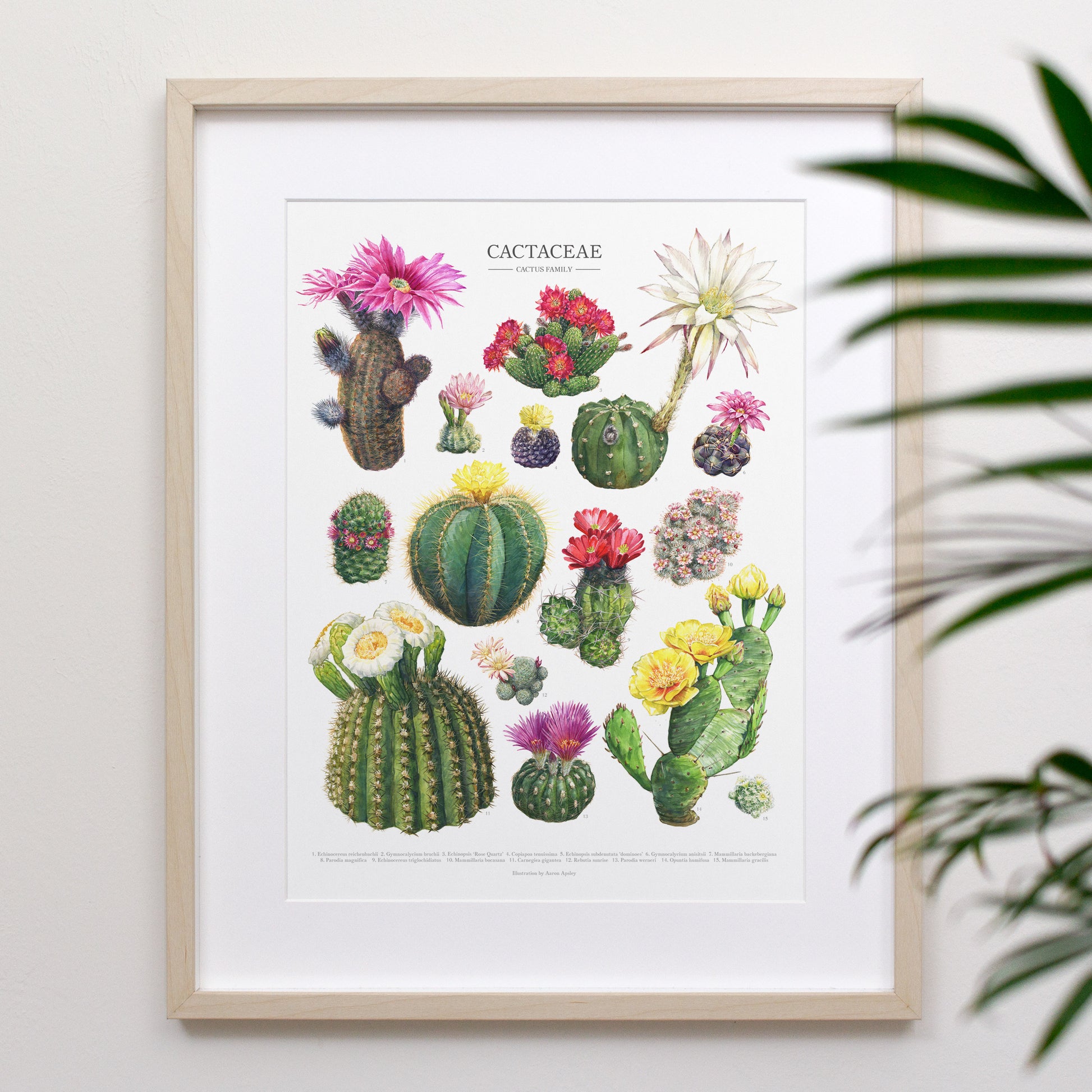 types of blooming cactus Flowering Cactus Species Print – Aaron Apsley Artwork