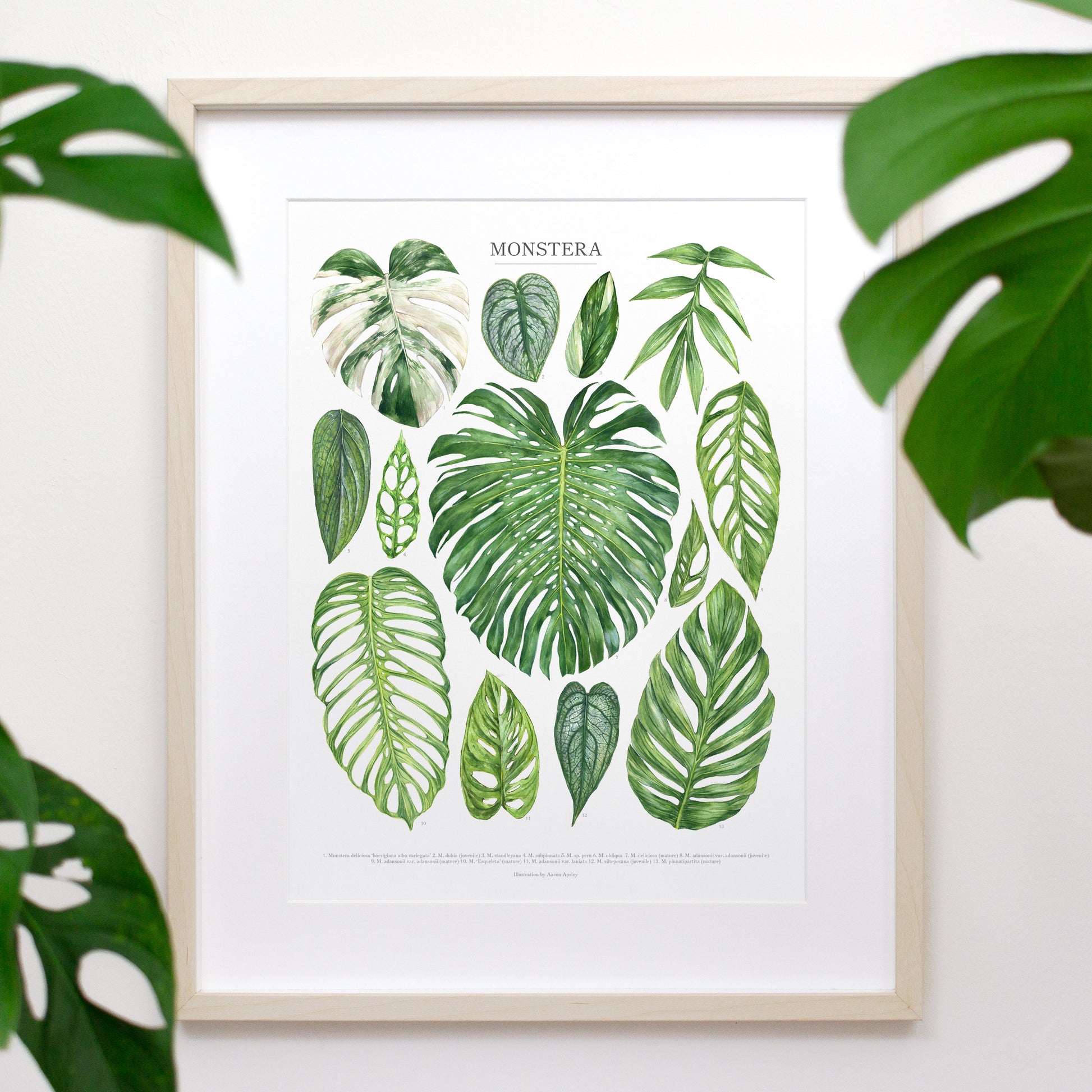 monstera deliciosa kinds Monstera Species Print – Aaron Apsley Artwork