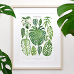Monstera Species Print