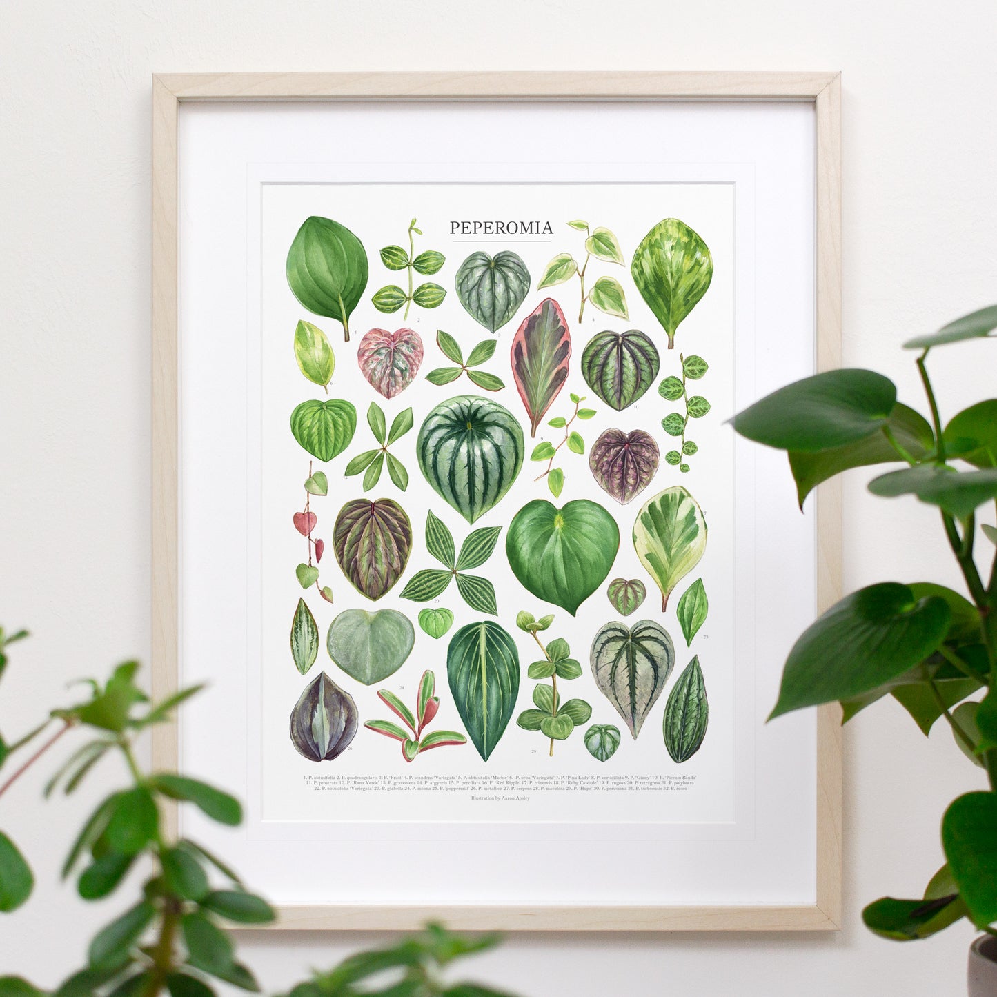 Peperomia Species Print