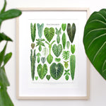 Philodendron Species Print