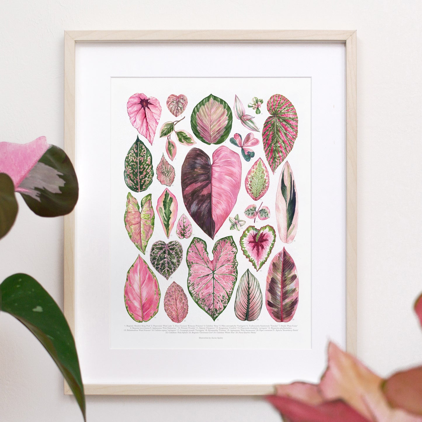 Pink Houseplant Varieties Print