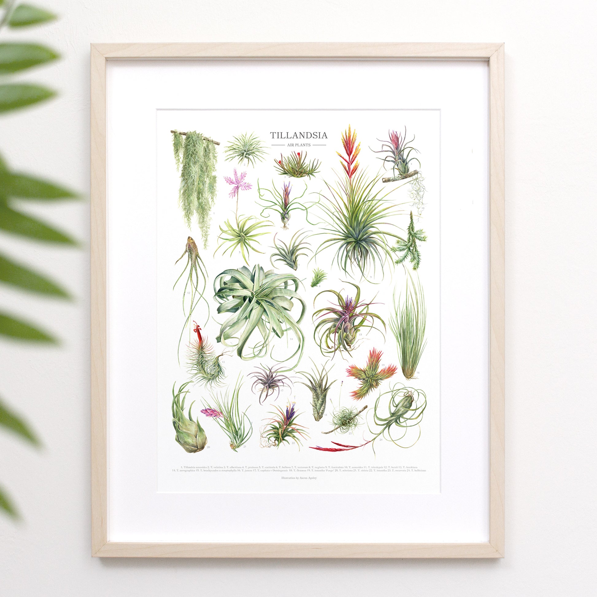 framed air plants Tillandsia Species Print – Aaron Apsley Artwork