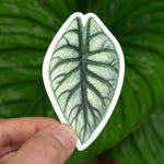Alocasia 'Silver Dragon' Sticker