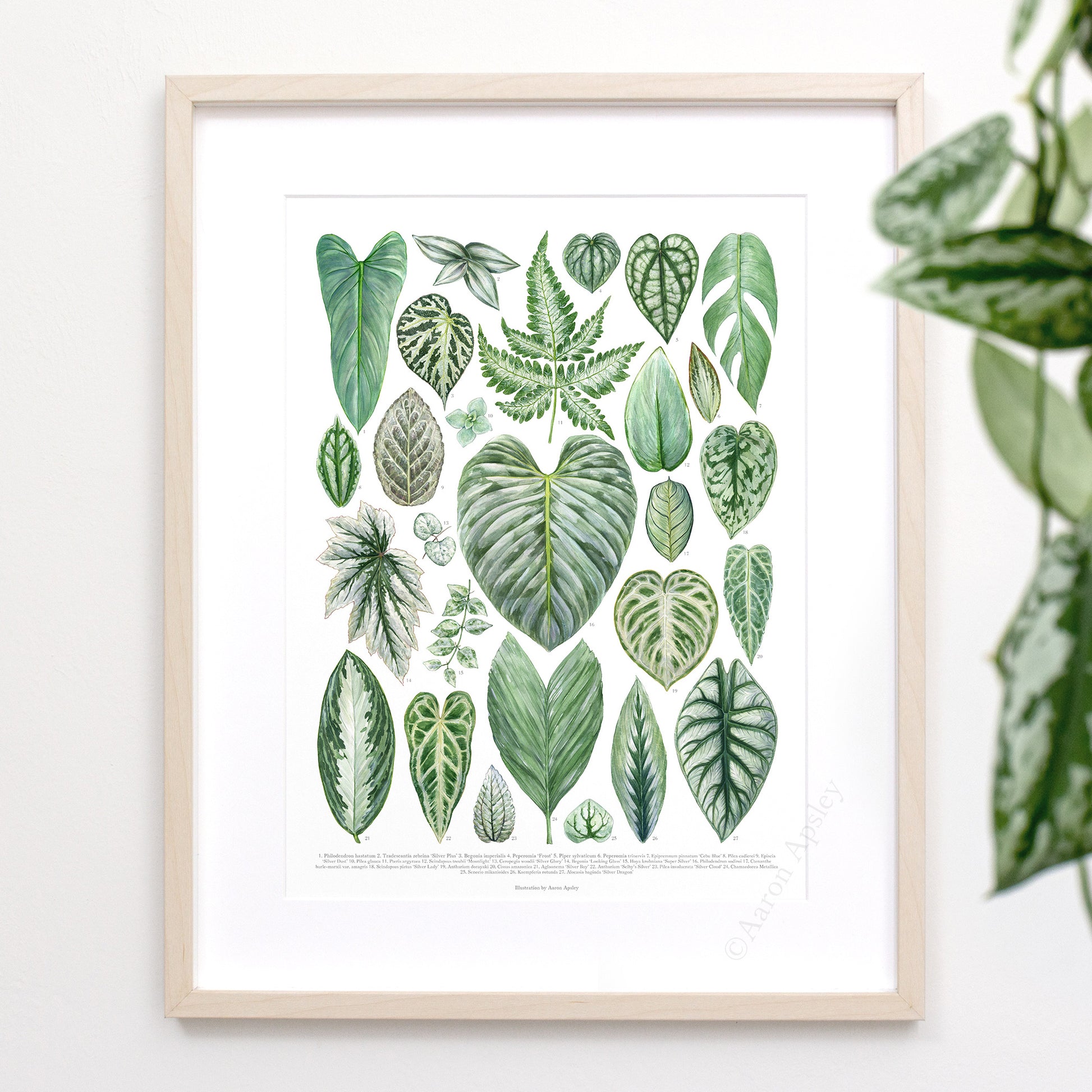 house plants with silver leaves Silver Houseplant Varieties Print