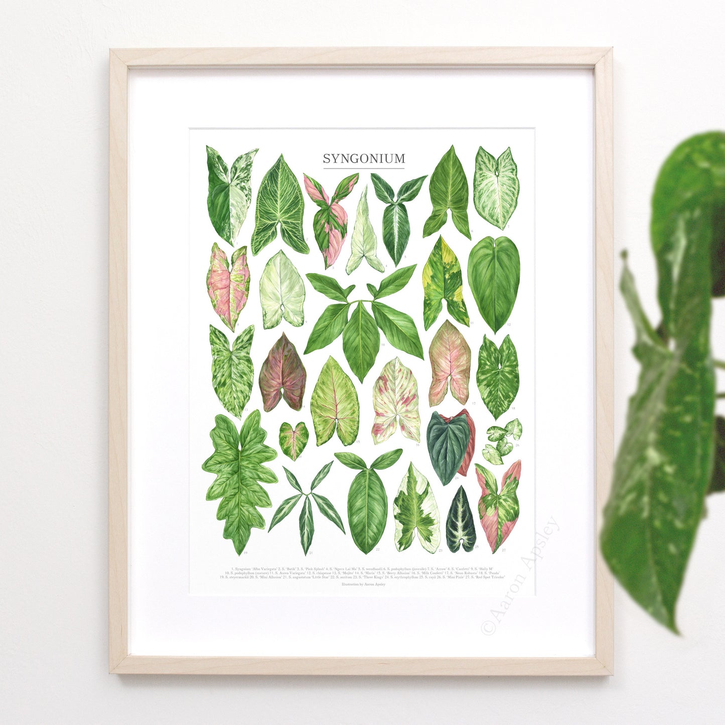 Syngonium Species Print