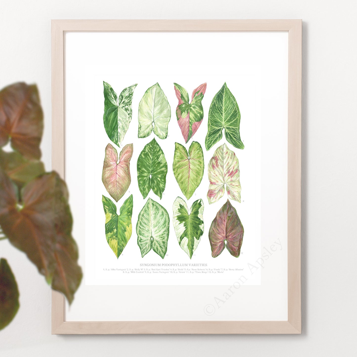 Syngonium podophyllum Varieties Print