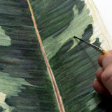 Ficus Species Print